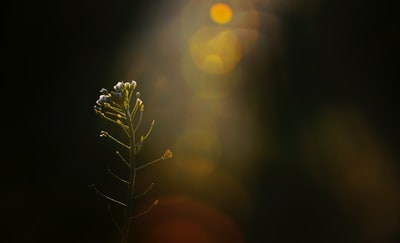 特写摄影的白色有花瓣的花
